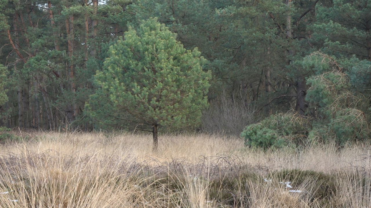 A lone tree in the Hoge Veluwe