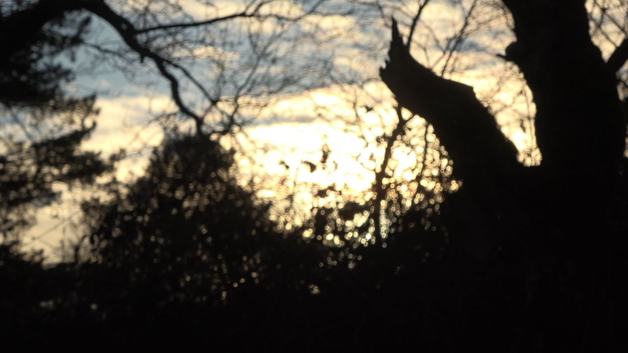Sunset through the trees
