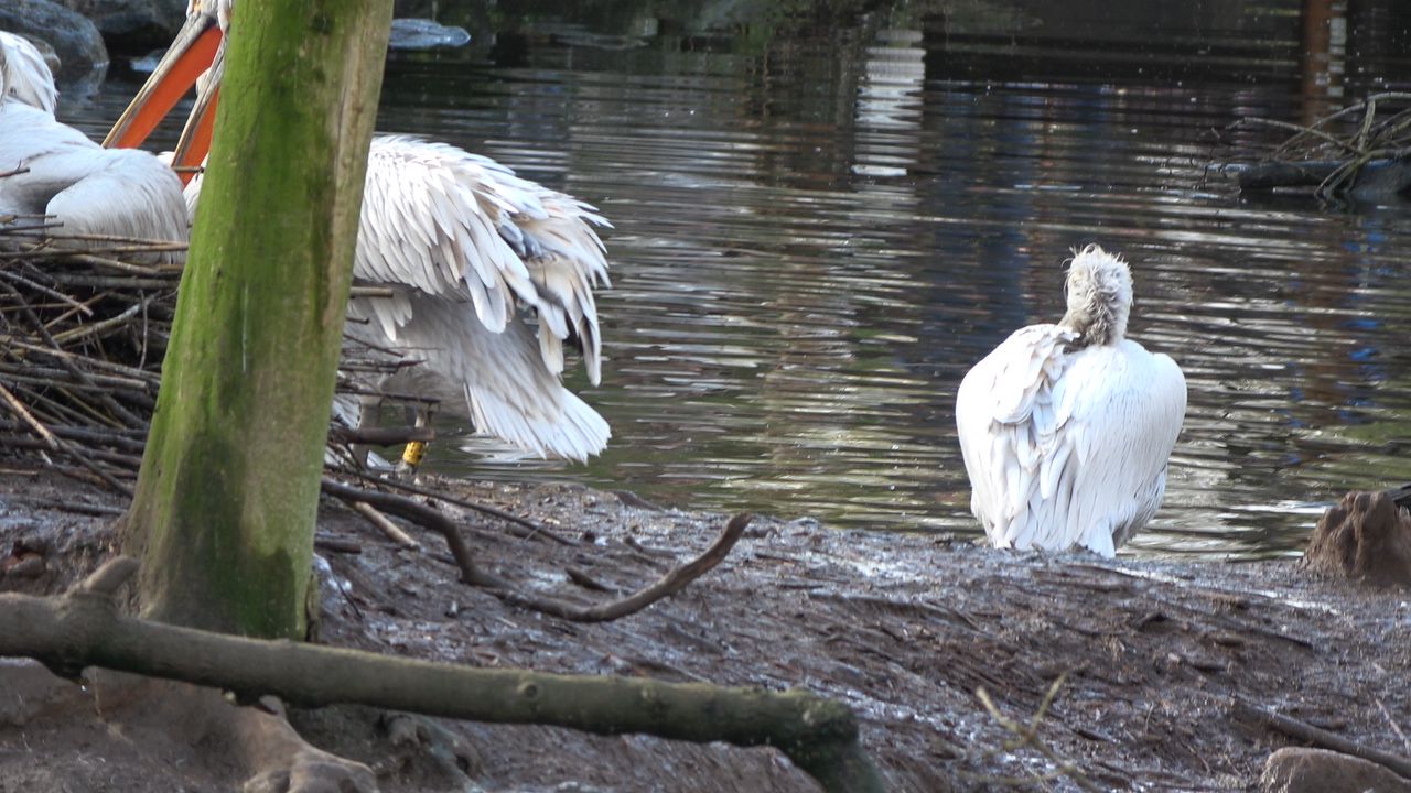 Pelicans at Blijdorp