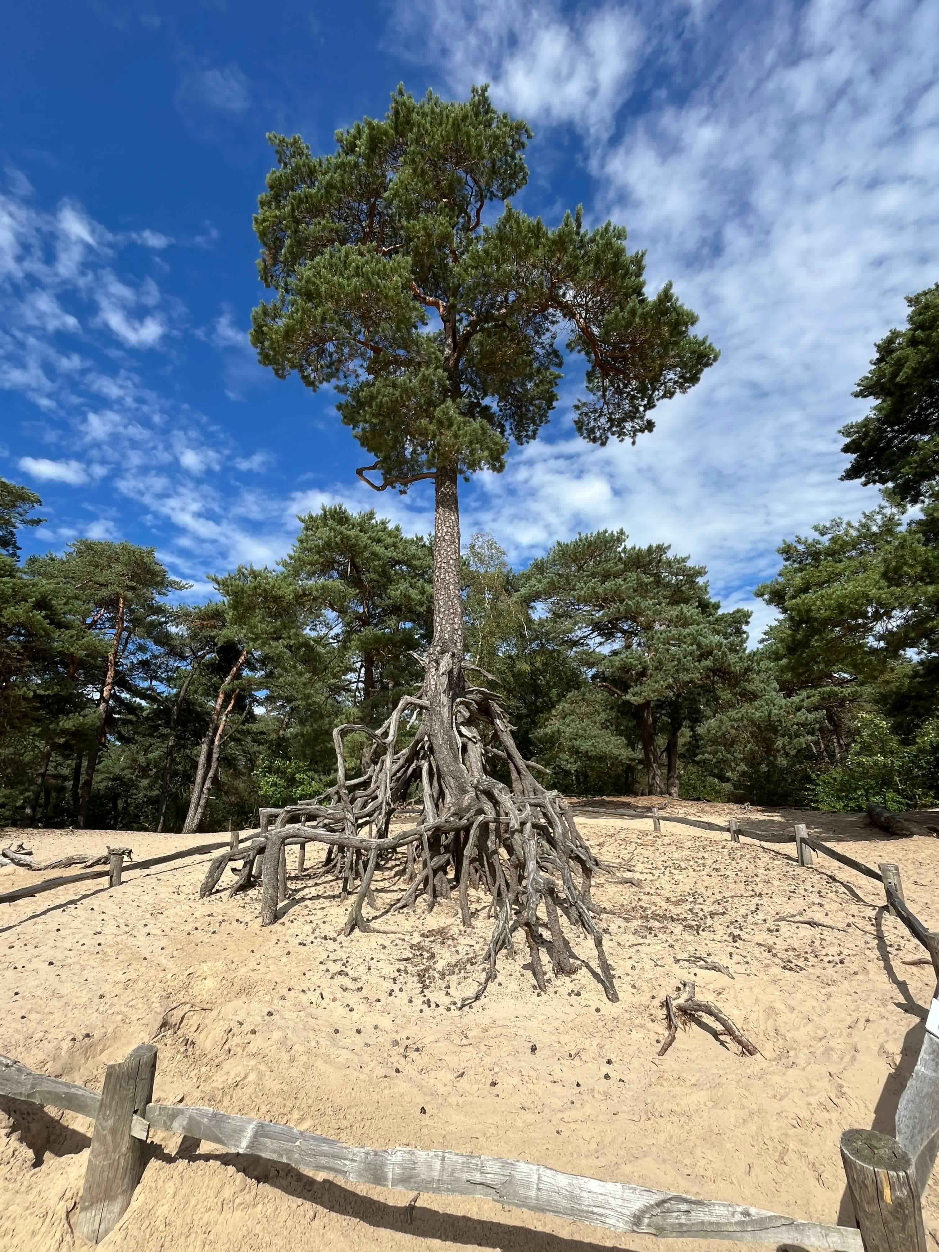 The Wonder Tree near Utrecht that is held up by its roots in a moving sand dune