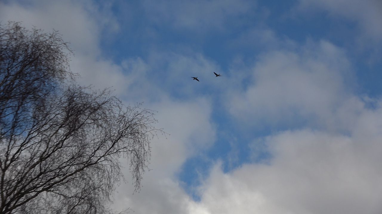 Birds in the sky