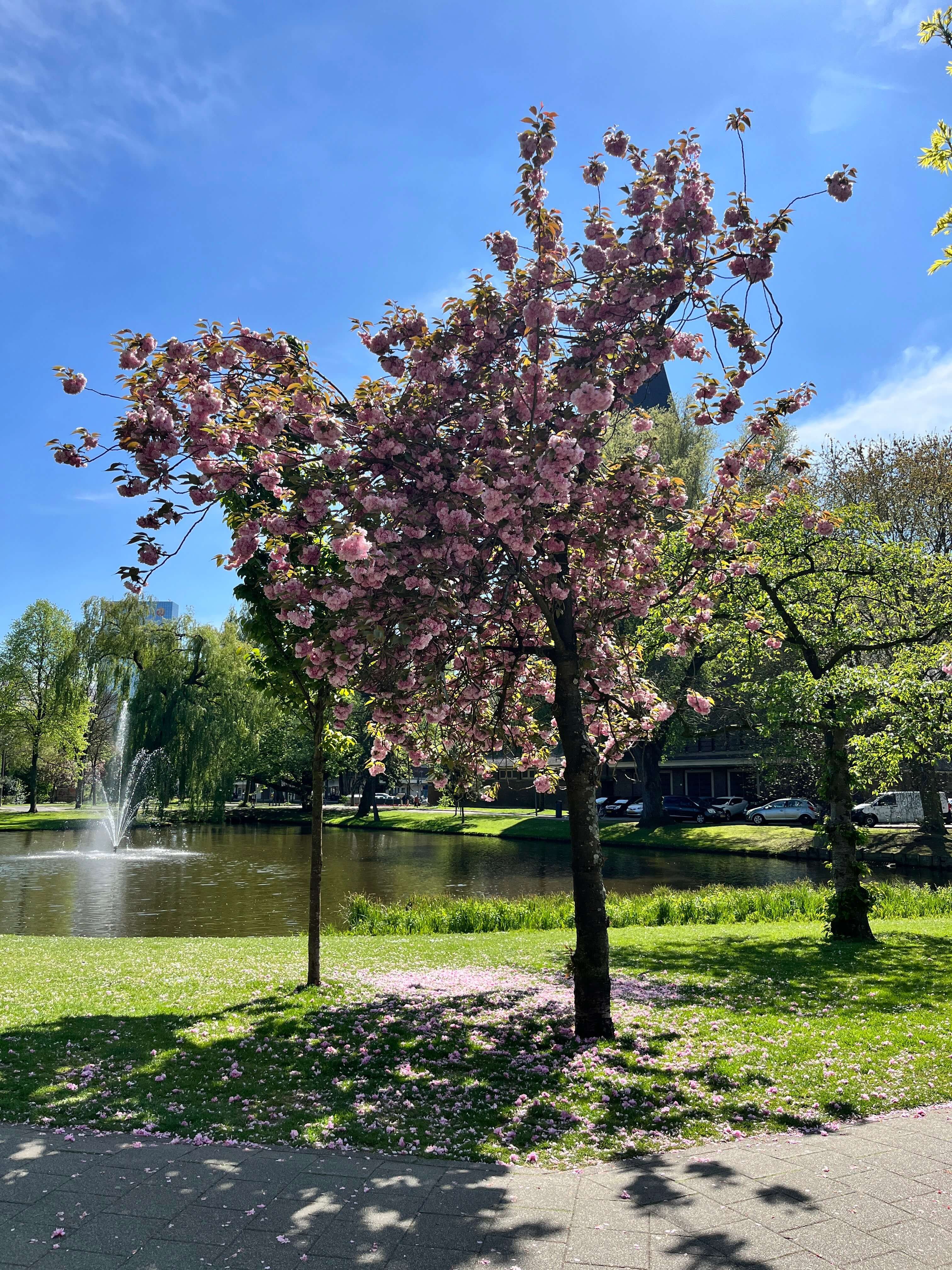 A tree in blosson with its petals falling to the ground